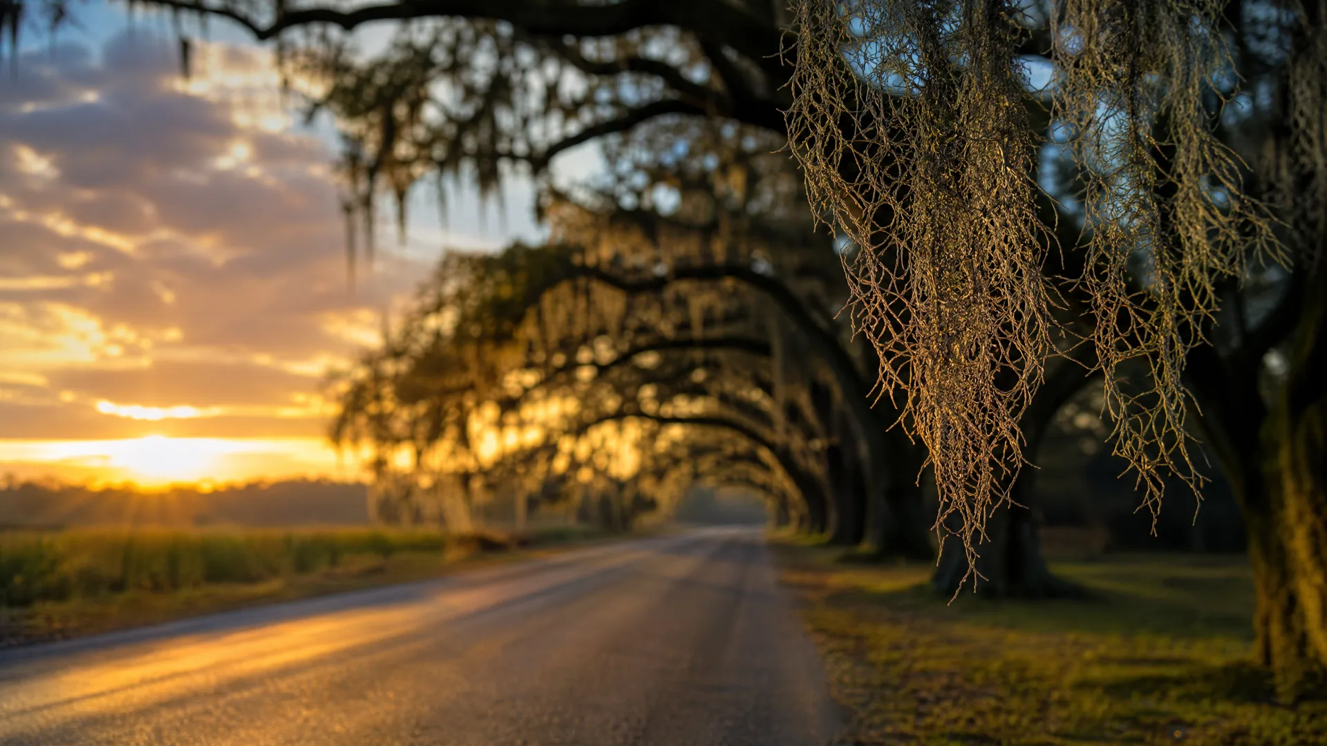 A paved two-lane road runs beneath arching oak trees draped with Spanish moss, with the sun low on the horizon and orange-lit clouds in the sky.