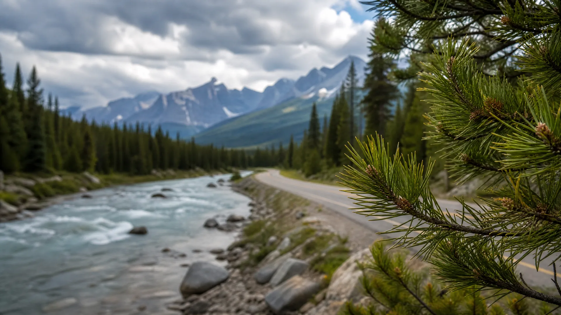 A river with rapids runs beside a paved road through conifer forest, with snow-streaked mountains and cloudy sky in the distance and a pine branch in sharp focus at the right.