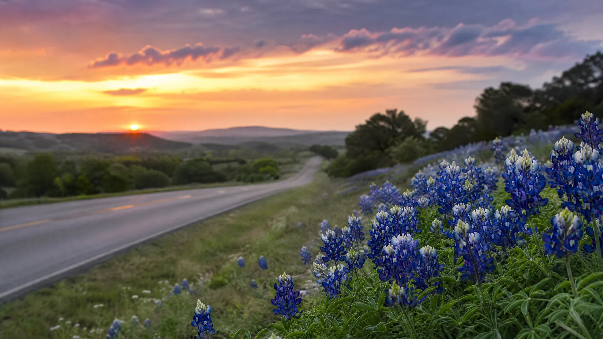A two-lane road curves through rolling green countryside at sunset, with blue and white wildflowers filling the grassy roadside in the foreground and low hills under an orange and purple sky.